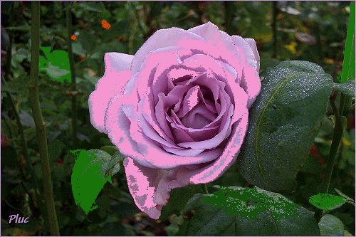 Pierre de ronsard 7250